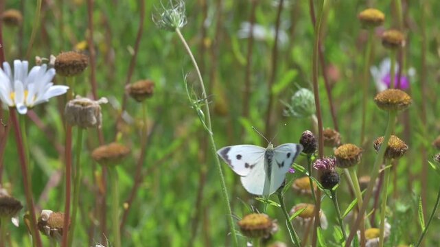 Large White butterfly (Pieris brassicae) female in a wild flower meadow flying away after feeding on a Common Knapweed flower (Centaurea nigra). June, Kent, UK [Slow motion x10]