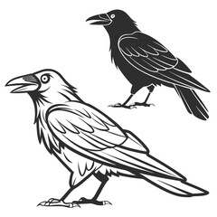 Two crows with detailed feathers raven bird