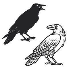 Black crow silhouette and detailed drawing raven bird