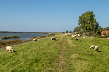  Sheep graze on the dike near the fishing village of Makkum in Friesland.