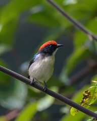 scarlet-backed flowerpecker or Cyornis poliogenys seen in Karimganj, Assam India