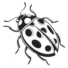 Black ladybug with white spots insect beetle