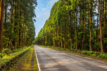 Exposure of the road near Algar do Carvo, full of pine trees, in the Terceira Island, Azores