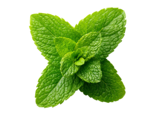 Fresh green mint leaves isolated on black background, Isolated On Transparent Background, Png