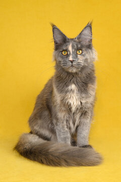 Maine Coon cat on yellow background with blue tortoiseshell coat