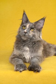 Maine Coon cat on yellow backdrop with blue tortoiseshell fur