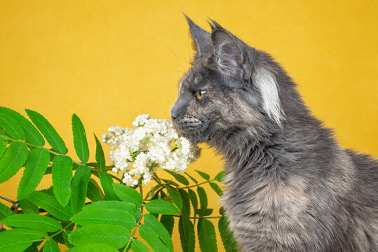 Maine Coon cat with tortoiseshell coat on yellow background