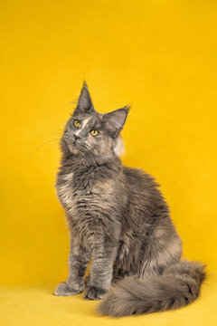 Maine Coon cat with tortoiseshell on yellow background