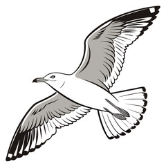 White seagull with grey wings flying bird