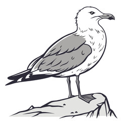 White and gray seagull standing on rock bird wildlife