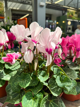 Delicate cyclamen persicum with lush green leaves