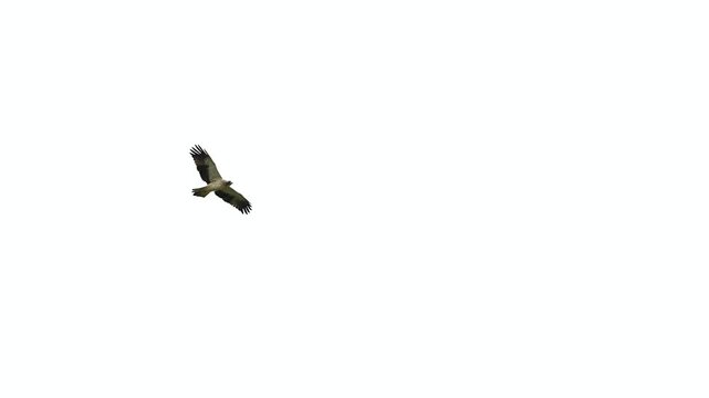 Booted Eagle flying