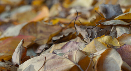 Yellow leaves covered the ground