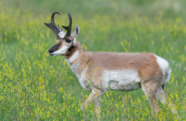 Male Pronghorn with Horns in Custer State Park, South Dakota, USA