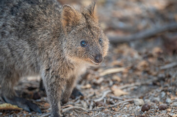 Quokka on Rottnest Island, Western Australia, Australia