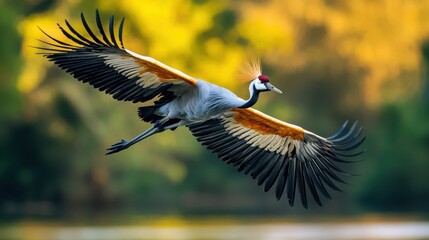 Majestic Crane Soaring Over Tranquil Waters: Nature's Elegant Wildlife Photography