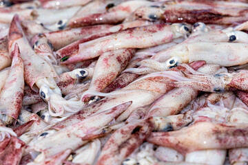 The fish market of Matara in Sri Lanka