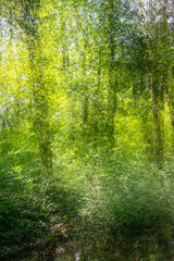 Joyfull forest view in sunbath with a romantic athmospere
