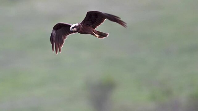 Marsh harrier flying, birds of prey flying