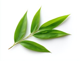 Fototapeta premium Gathering green leaves natural environment plant photography bright background close-up botanical concepts