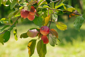 small red apples Prunus malus in the garden