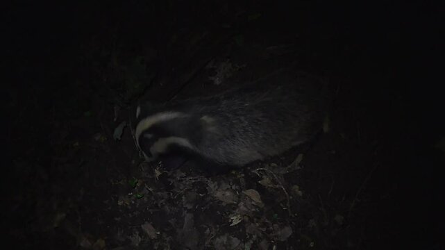 European Badger Cub (Meles meles) Feeding In Woodland At Dusk, Viewed From Above, In UK
