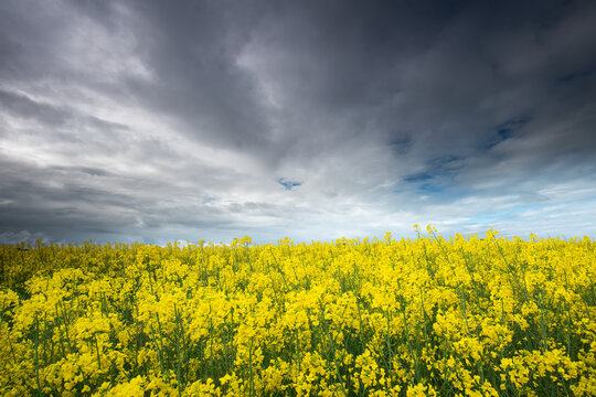 Expansive yellow canola field under dramatic skies - Powered by Adobe