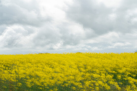 Yellow wildflower field under cloudy sky in rural landscape
