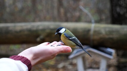 Woman feeding cute tit bird to sunflower seeds in forest. Small titmouse eating meal from arm of young girl outdoor. Beautiful tomtit pecking food from a female hand at autumn. Close up Slow motion