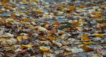Yellow leaves covered the ground