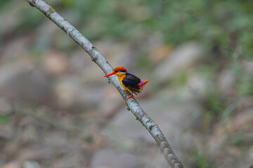 Black backed oriental dwarf kingfisher sitting on a branch of tree.