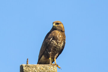Close-up of a Buteo buteo bird sitting on a pole