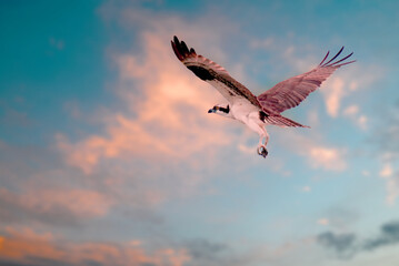 osprey flying