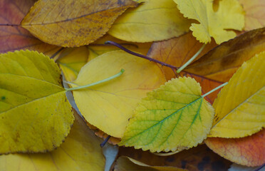 Yellow leaves covered the ground