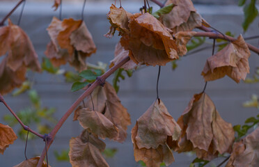 Yellow leaves hang on the vine.