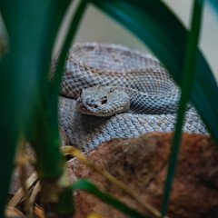 Snake close up in the garden