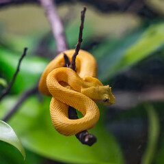 Snake close up in the garden