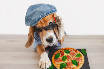 funny beagle dog asks permission to eat pizza