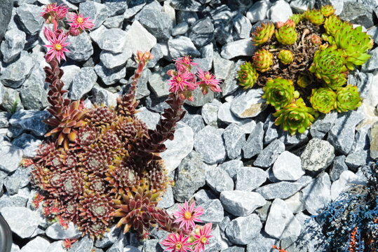 rosa bl&uuml;hende Berghauswurz im Steingarten