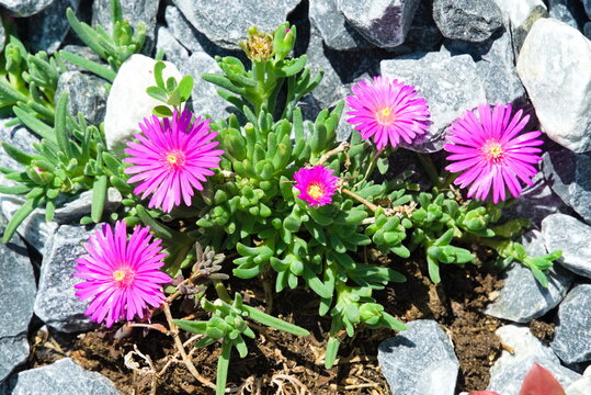 pinkfarbene Stauden-Mittagsblume im Steingarten