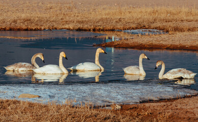 Swans on Issyk-kul lake shore on spring day, Kyrgyzstan