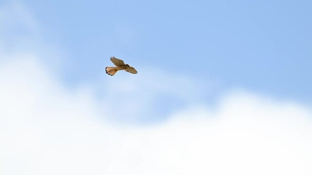 Kestrel bird hovering