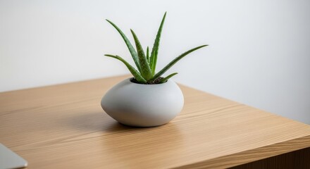 Aloe Vera Plant in Modern Pot on Desk - A small aloe vera plant in a minimalist gray pot sits on a light wood desk. Clean and modern aesthetic