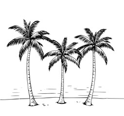 Tropical Palm Trio: A serene black and white line art illustration showcases three palm trees on a beach, their fronds gently swaying against a calm ocean backdrop.