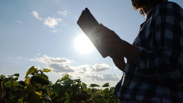 Female agronomist using digital tablet at sunflower meadow at sunny day. Adult farmer monitoring harvest at yellow flower field at sunset. Beautiful scenic landscape. Concept of agricultural business