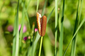 Schilfrohr,braun,Wasserpflanze,Blüte,cattail,aufblühen,am Wasser,Schilf,