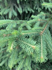 Spruce Tree Branch Close-Up with Green Needles