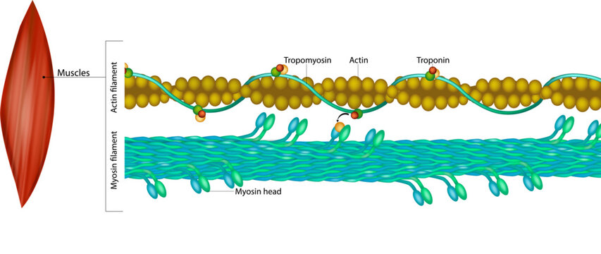 Molecular Structure of Actin and Myosin Filaments in Muscle Contraction. Detailed Diagram of Sarcomere Components in Skeletal Muscle Fibers