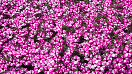 (Petunia x hybrida) Magnifique parterre de pétunias hybrides 'Raspberry Star', plante luxuriante de couleur rose à éclats blancs en forme d'étoiles au dessus d'un feuilage dense 