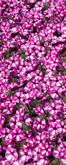 Monticule rampant de pétunias hybrides 'Raspberry Star' (Petunia x hybrida) à inflorescences décoratives rose-violacé irradiées de blanc en forme d'entonnoirs
